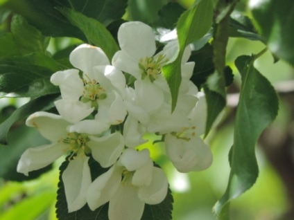 Facultatea de Agricultură și Mediu (Departamentul) Facultatea de Agronomie și Ecologie
