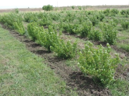 Facultatea de Agricultură și Mediu (Departamentul) Facultatea de Agronomie și Ecologie