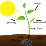 Acid fulvici - cea mai mare invenție Nature