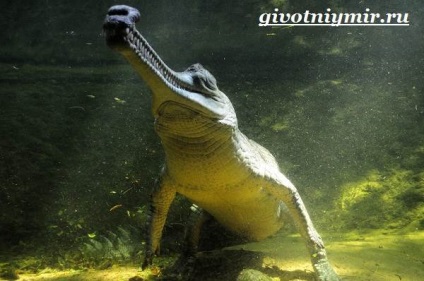 crocodil Gharial (crocodil gharial. Stilul de viață și gharial habitat) crocodil gharial