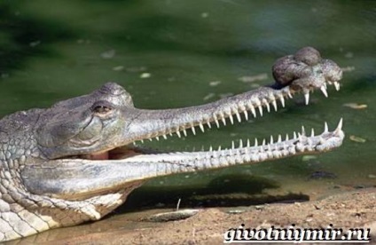 crocodil Gharial (crocodil gharial. Stilul de viață și gharial habitat) crocodil gharial