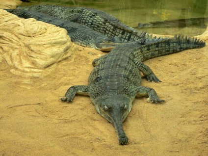 Gharial (lat (gharial. Enciclopedia. Material pentru curs) Gharial (limba latină: