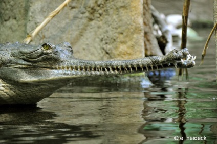 Gharial (lat (gharial. Enciclopedia. Material pentru curs) Gharial (limba latină: