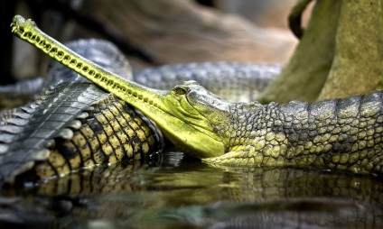 Gavian (lat (lung și subțire ascuțite) Gharial (limba latină: