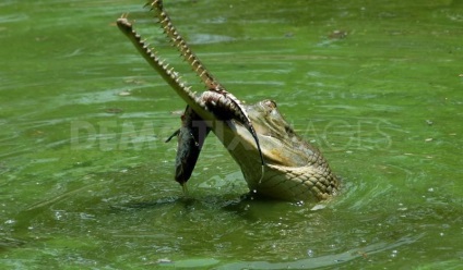 Gharial - un crocodil neobișnuit revista, pozitiv on-line