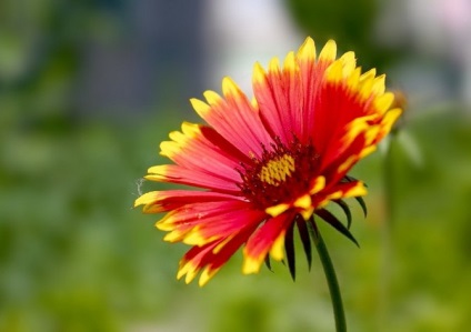 gradina Gaillardia (diferite de înflorire lungă) grădină Gaillardia