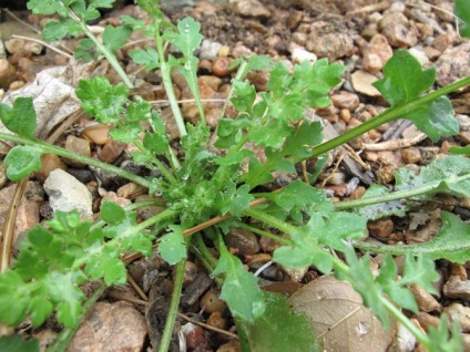 gradina Gaillardia (Gaillardia) grădină Gaillardia