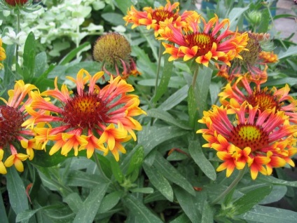 gradina Gaillardia (Gaillardia) grădină Gaillardia