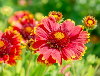 gradina Gaillardia (Gaillardia) grădină Gaillardia