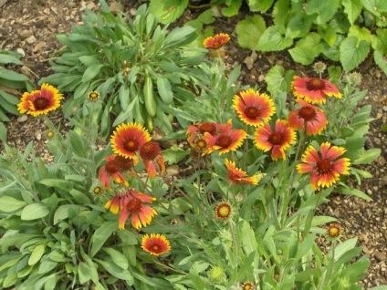 gradina Gaillardia (Gaillardia) grădină Gaillardia