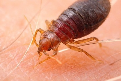 În cazul în care sunt bug-uri și cum să le detecteze (ploșnițe) În cazul în care sunt bug-uri și cum să le găsească