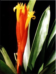 Guzman (Guzman, Guzmania) (Guzman sanguin) Guzman (Guzman, Guzmania)