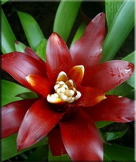 Guzman (Guzman, Guzmania) (Guzman odnokolosaya) Guzman (Guzman, Guzmania)