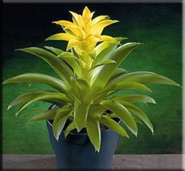 Guzman (Guzman, Guzmania) (Guzman) Guzman (Guzman, Guzmania)