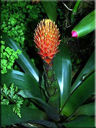 Guzman (Guzman, Guzmania) (transplant Guzman) Guzman (Guzman, Guzmania)