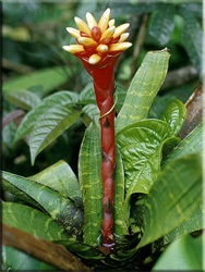 Guzman (Guzman, Guzmania) (tipuri de Guzman) Guzman (Guzman, Guzmania)