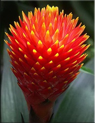 Guzman (Guzman, Guzmania) (Guzman nicaraguană) Guzman (Guzman, Guzmania)