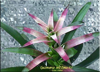 Guzman (Guzman, Guzmania) (îngrijire Guzman) Guzman (Guzman, Guzmania)