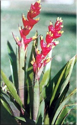 Guzman (Guzman, Guzmania) (Guzman vizualizări) Guzman (Guzman, Guzmania)
