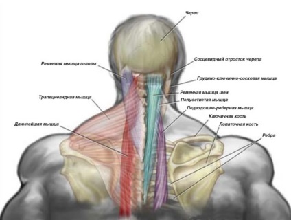 Cum de a construi exerciții de gât și recomandări