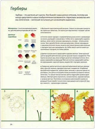 Cum de a desena un gerbera, buchet de crizanteme etape creion