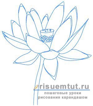 Cum de a desena un lotus creion floare treptat - trage aici (în etape) Cum de a desena un lotus creion floare treptat - trage aici