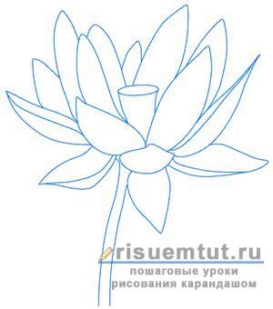 Cum de a desena un lotus creion floare treptat - trage aici (în etape) Cum de a desena un lotus creion floare treptat - trage aici
