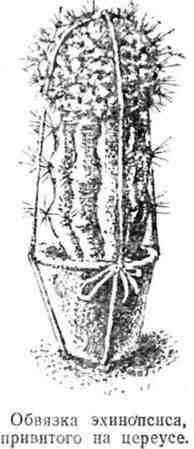 Cum de a insufla cactuși - studopediya