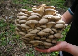 Cum să crească ciuperci în țară (să crească) Cum să crească ciuperci la cabana