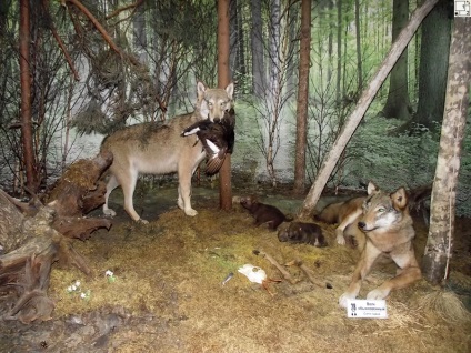 Kamenetz și Pădurea Bialowieza, fotografii și atracții, și ghidul foto-Svirsky