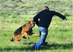 De ce vis de un câine care vrea să muște (câine) De ce vis de un câine care vrea să muște