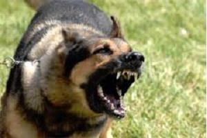 De ce vis de un câine care vrea să muște (câine) De ce vis de un câine care vrea să muște