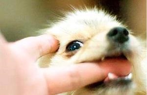 De ce vis de un câine care vrea să muște (vrea) De ce vis de un câine care vrea să muște
