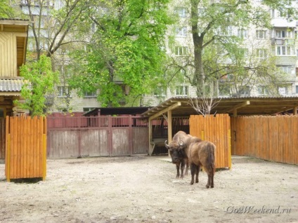 Kiev grădină zoologică feedback-ul meu despre vizita grădina zoologică (animalele de la Kiev) Kiev grădină zoologică feedback-ul meu despre vizita grădina zoologică