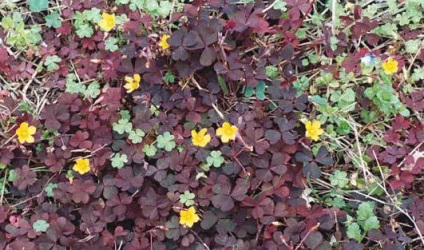 Descrierea Kislitsa roșcovă (locust bean) Descriere Oxalis roșcovă