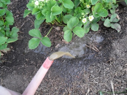 Strawberry de îngrijire de primăvară fertilizare (îngrijire) sos de căpșuni de îngrijire de primăvară