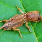 sos de căpșuni de îngrijire de primăvară (căpșuni) sos de căpșuni de îngrijire de primăvară