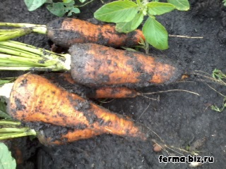 Hrană pentru gâște, ferma de origine (însilozare) Hrană pentru gâște, ferma de origine