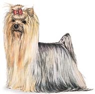 Produse cosmetice pentru yorkshire terrier, Yorkie sampon, toaletare York (produse cosmetice) Produse cosmetice pentru yorkshire terrier, Yorkie sampon, toaletare York