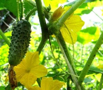 castravete de plante cultivate (castravete) Cultivat castravete plantă