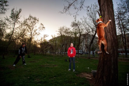 Afectuos câine-ucigaș (raport) ucigaș câine Afectuos