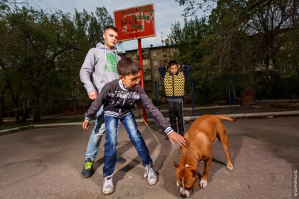 Afectuos câine-ucigaș (raport) ucigaș câine Afectuos