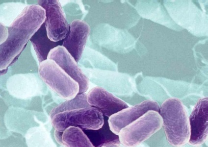 Tratamentul ureaplasmosis Gardnerella și femei (medicamente de prima linie) Tratamentul ureaplasmosis si vaginita bacteriana la femei