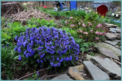 plantare și îngrijire a ursului, fotografie, creșterea și cultivarea soiurilor în câmp deschis, în combinație (de plantare) plantare și îngrijire a ursului, fotografie, creșterea și cultivarea soiurilor în câmp deschis, în combinație