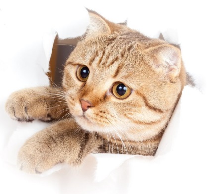 Metode de castrare și pisici de sterilizare (cat) Metode de castrare și sterilizarea pisicilor