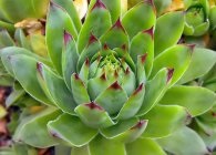 plantare Molodilo, îngrijire, reproducere, iernare (tinere piatra trandafir specii de plantare bolile de reproducere de îngrijire și dăunători) plantare Molodilo, îngrijire, reproducere, iernare