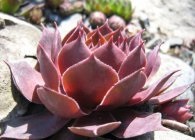 plantare Molodilo, îngrijire, reproducere, iernare (tinere marmura Sempervivum) plantare Molodilo, îngrijire, reproducere, iernare