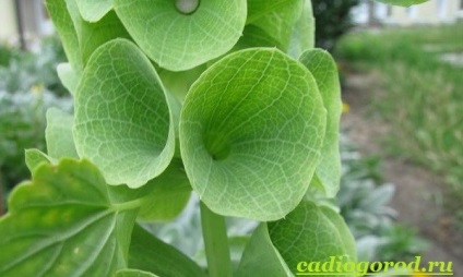 Molyutsella flori (semințe molyutsella) floare Molyutsella