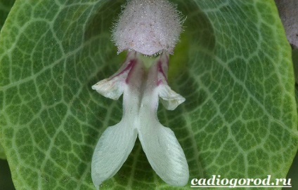 flori Molyutsella (tipuri și molyutselloy de îngrijire) floare Molyutsella