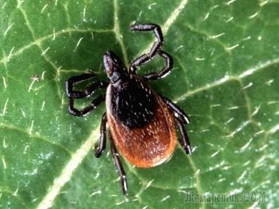 Procesarea din porțiunea acarieni (lupta împotriva acestor insecte) Procesare Lot de acarieni